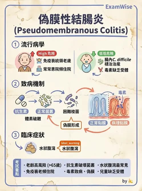 放射 - 口腔及腸胃道疾病 - AI 圖文解析預覽