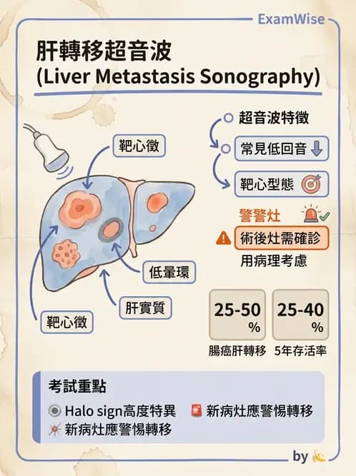 放射 - 肝臟超音波 - AI 圖文解析預覽