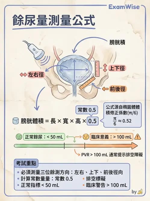 放射 - 泌尿生殖與小器官超音波 - AI 圖文解析預覽