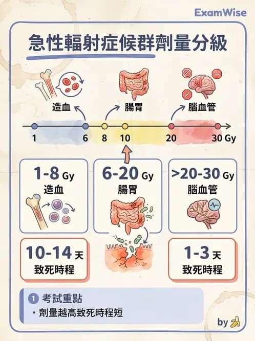 放射 - 組織與腫瘤輻射效應 - AI 圖文解析預覽