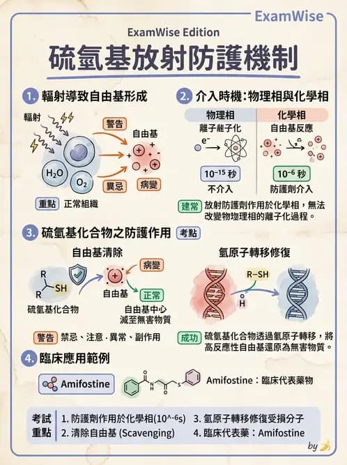 放射 - 輻射增敏與保護 - AI 圖文解析預覽