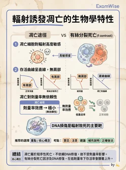 放射 - 細胞存活曲線與週期 - AI 圖文解析預覽