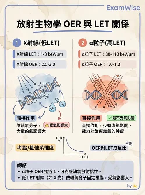 放射 - LET、RBE、OER與復氧效應 - AI 圖文解析預覽