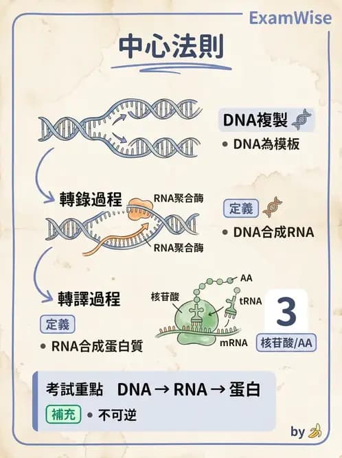 放射 - 輻射生物分子技術 - AI 圖文解析預覽