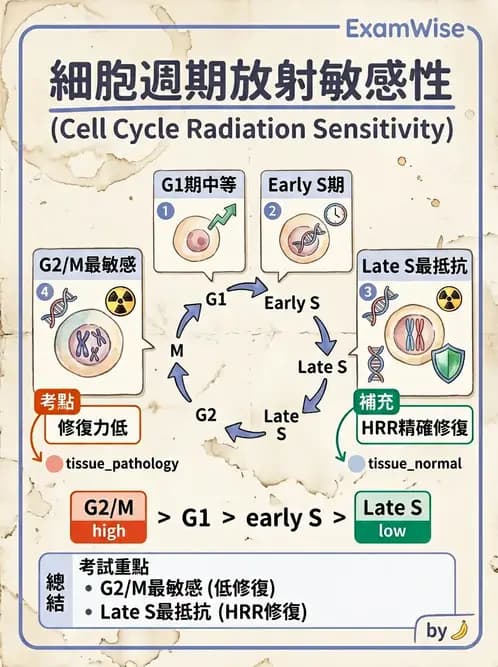 放射 - 細胞存活曲線與週期 - AI 圖文解析預覽