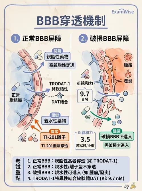 放射 - 腦部造影SPECT藥物 - AI 圖文解析預覽