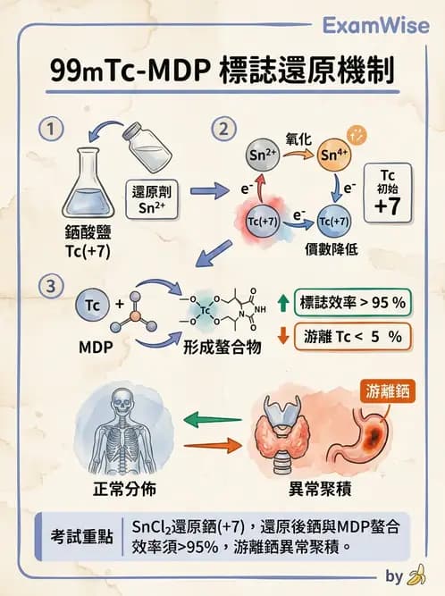 放射 - 骨骼與發炎造影SPECT藥物 - AI 圖文解析預覽