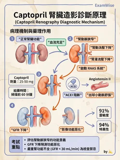 放射 - 腎臟造影 - AI 圖文解析預覽
