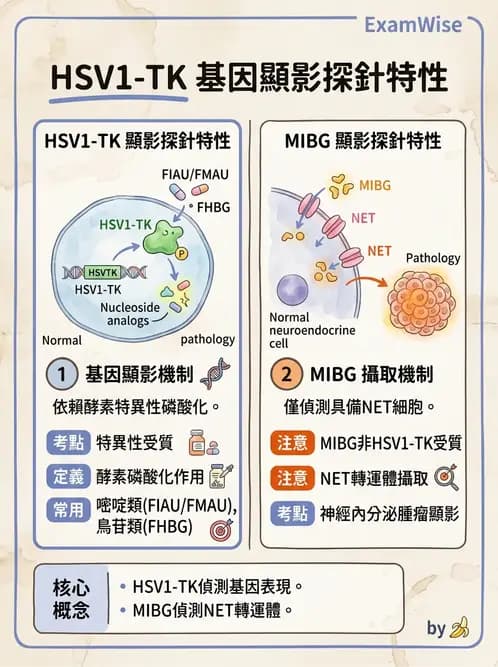 放射 - 腫瘤PET藥物 - AI 圖文解析預覽