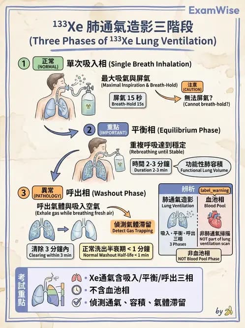 放射 - 肺部與感染造影 - AI 圖文解析預覽