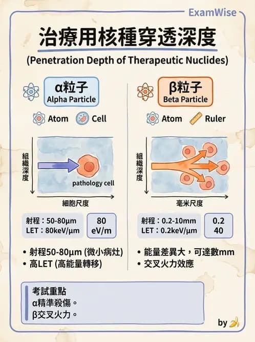 放射 - 治療用核醫藥物 - AI 圖文解析預覽