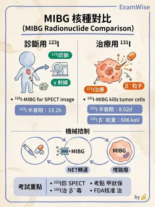放射 - 腫瘤治療 - AI 圖文解析預覽