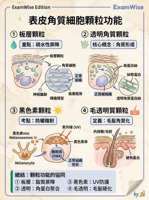 放射 - 細胞、組織與外皮系統 - AI 圖文解析預覽