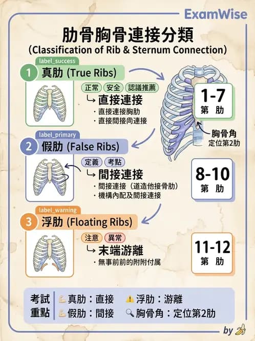 放射 - 骨骼系統 - AI 圖文解析預覽