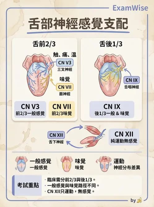 放射 - 腦神經 - AI 圖文解析預覽