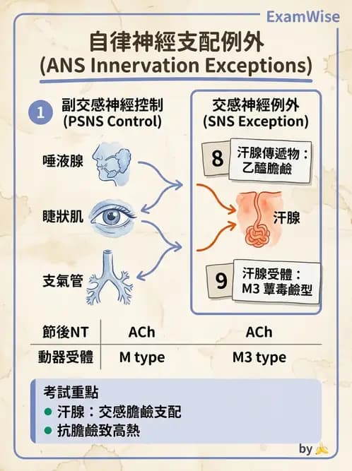 放射 - 自律神經系統 - AI 圖文解析預覽