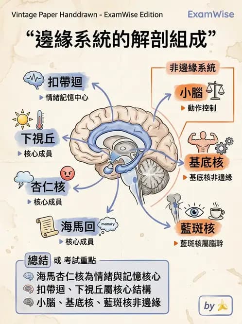 放射 - 大腦皮質與神經細胞 - AI 圖文解析預覽