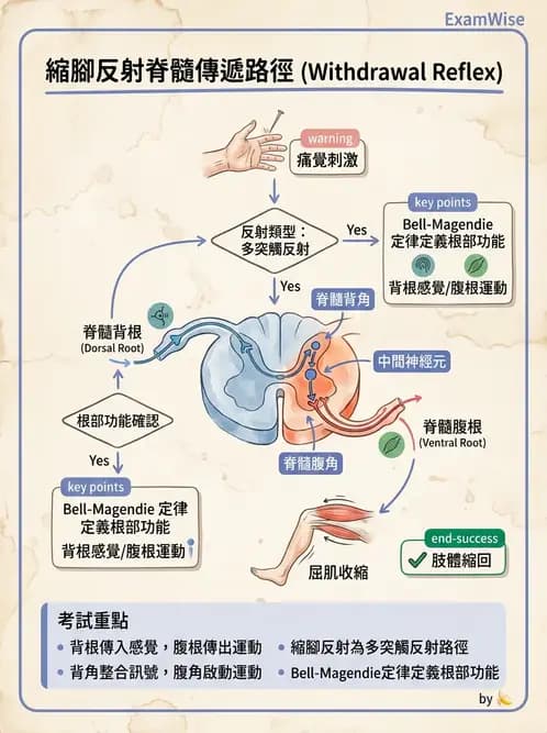 放射 - 腦幹、脊髓與腦室系統 - AI 圖文解析預覽