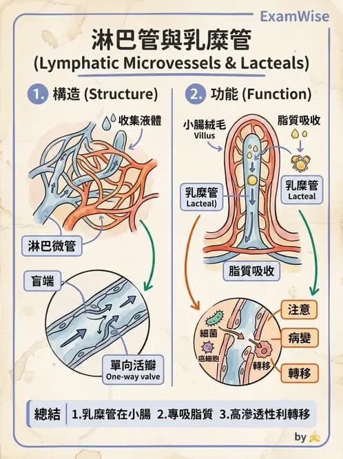 放射 - 淋巴及免疫系統 - AI 圖文解析預覽