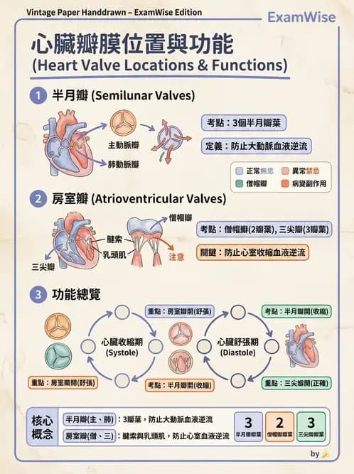 放射 - 心臟 - AI 圖文解析預覽