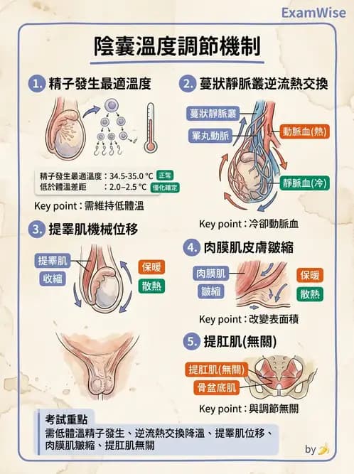 放射 - 生殖系統 - AI 圖文解析預覽