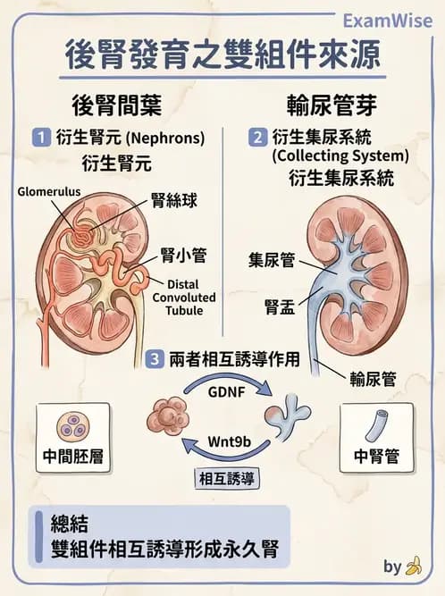 放射 - 泌尿系統 - AI 圖文解析預覽