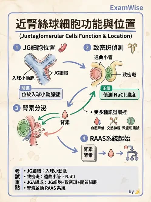 放射 - 泌尿系統 - AI 圖文解析預覽