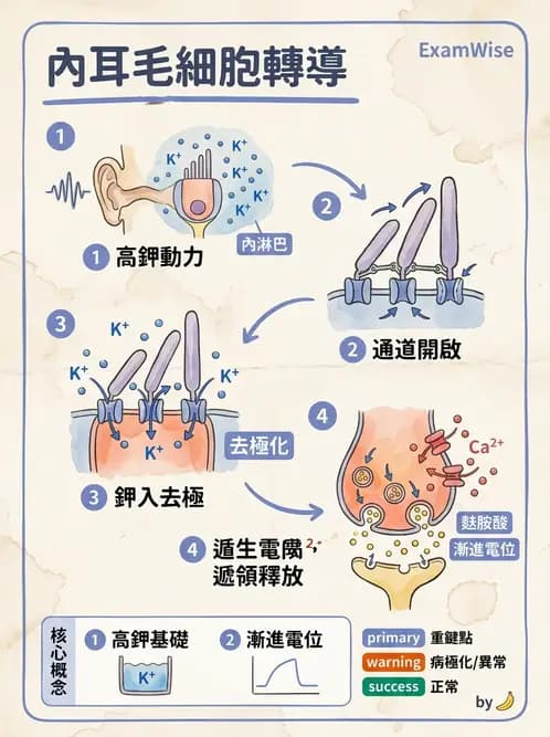 放射 - 神經生理 - AI 圖文解析預覽