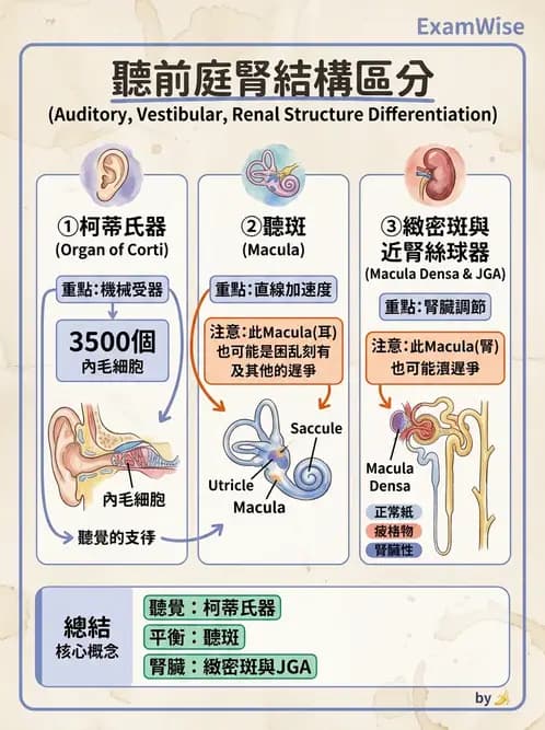 放射 - 神經生理 - AI 圖文解析預覽