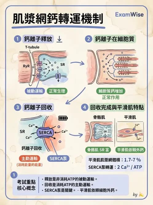 放射 - 肌肉及代謝生理 - AI 圖文解析預覽