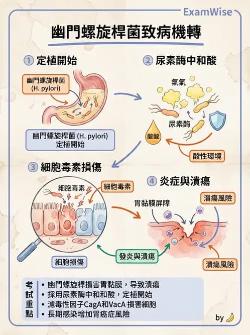 放射 - 口腔及腸胃道疾病 - AI 圖文解析預覽