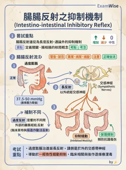 放射 - 胃腸生理 - AI 圖文解析預覽