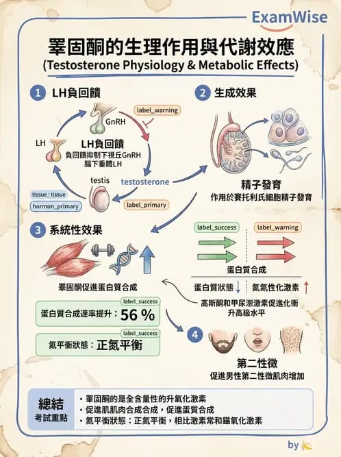 放射 - 生殖生理 - AI 圖文解析預覽