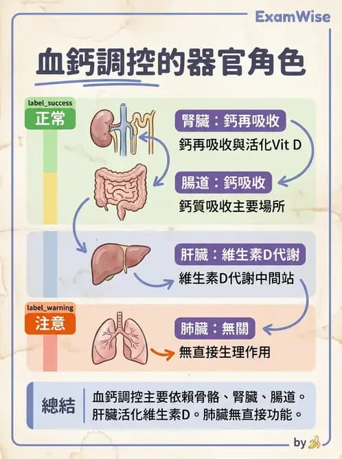 放射 - 內分泌生理 - AI 圖文解析預覽