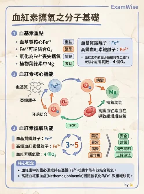 放射 - 血液及免疫生理 - AI 圖文解析預覽