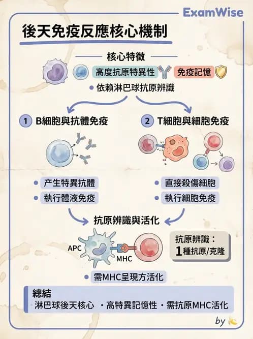 放射 - 血液及免疫生理 - AI 圖文解析預覽