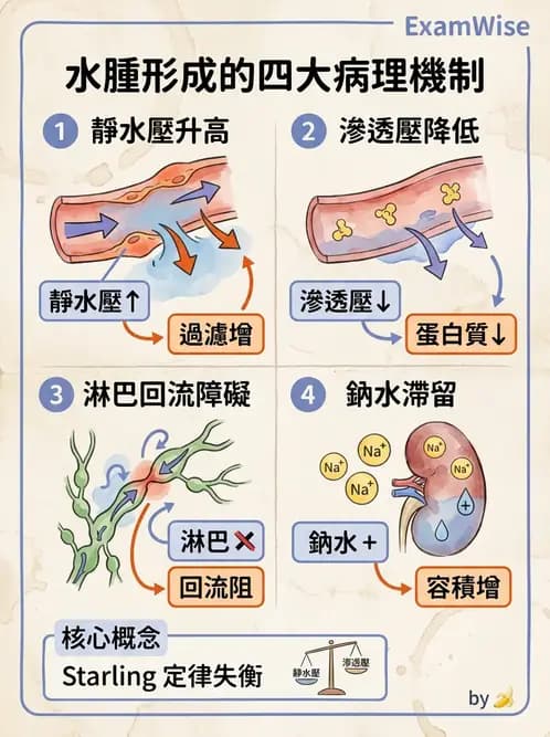 放射 - 心血管生理 - AI 圖文解析預覽
