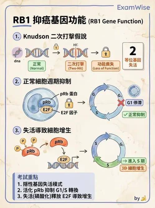 放射 - 惡性腫瘤 - AI 圖文解析預覽