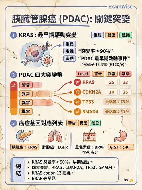放射 - 肝臟、膽道及胰臟疾病 - AI 圖文解析預覽