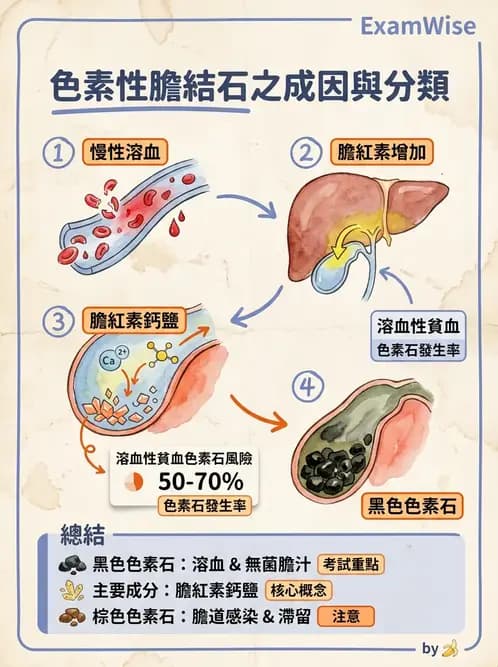 放射 - 肝臟、膽道及胰臟疾病 - AI 圖文解析預覽