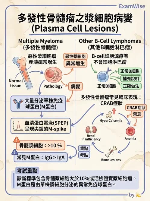 放射 - 造血及淋巴系統疾病 - AI 圖文解析預覽