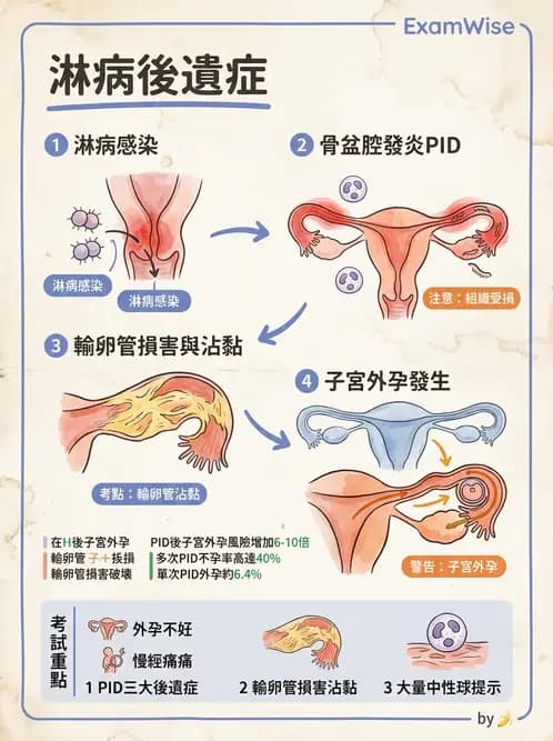 放射 - 生殖系統及乳房疾病 - AI 圖文解析預覽