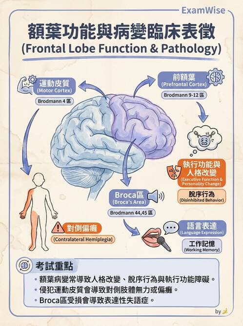 護理師 - 顱內壓升高與頭部外傷 - AI 圖文解析預覽