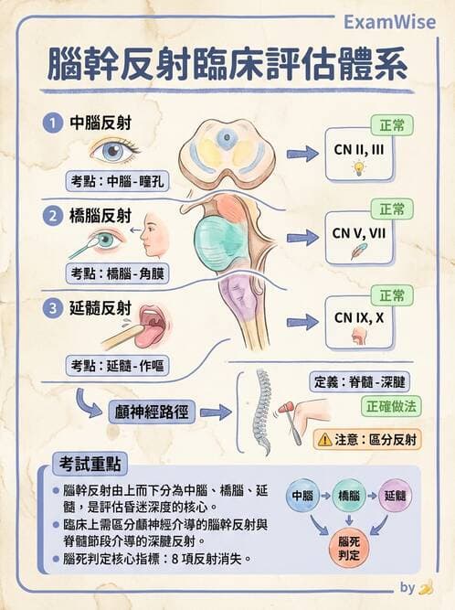 護理師 - 顱內壓升高與頭部外傷 - AI 圖文解析預覽