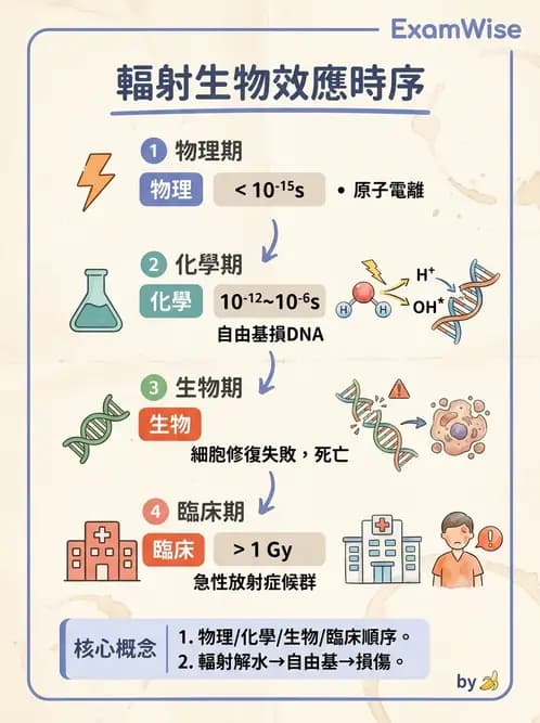 放射 - 輻射物理生物基礎 - AI 圖文解析預覽