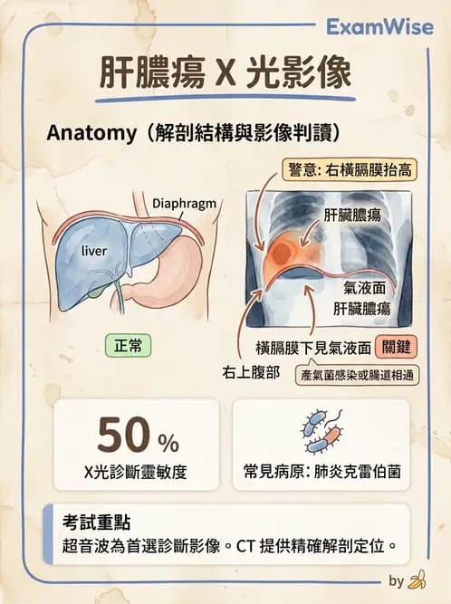 放射 - 軀幹四肢攝影技術 - AI 圖文解析預覽