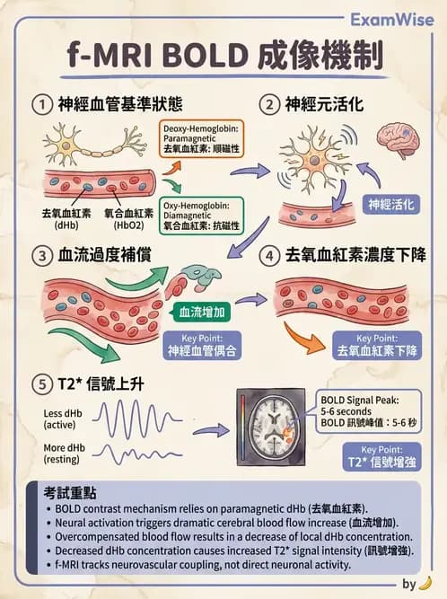 放射 - MR進階影像與臨床應用 - AI 圖文解析預覽