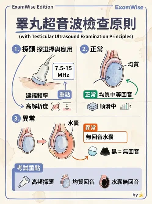 放射 - 泌尿生殖與小器官超音波 - AI 圖文解析預覽