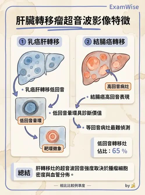 放射 - 肝臟超音波 - AI 圖文解析預覽