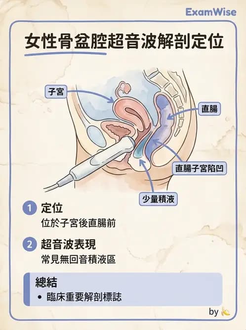 放射 - 泌尿生殖與小器官超音波 - AI 圖文解析預覽